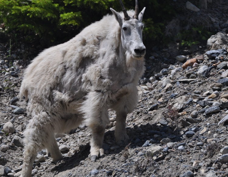 mountain goat